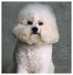 bichon.jpg