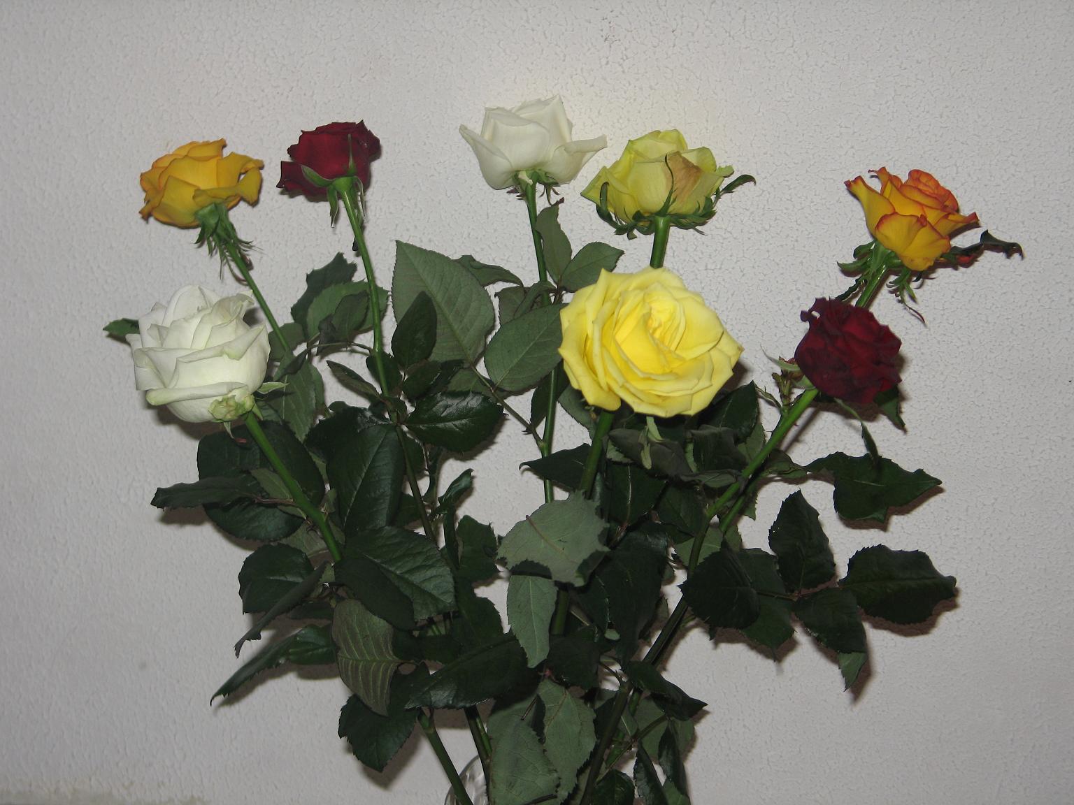 Roses2.JPG