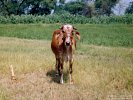 vaca proasta.jpg