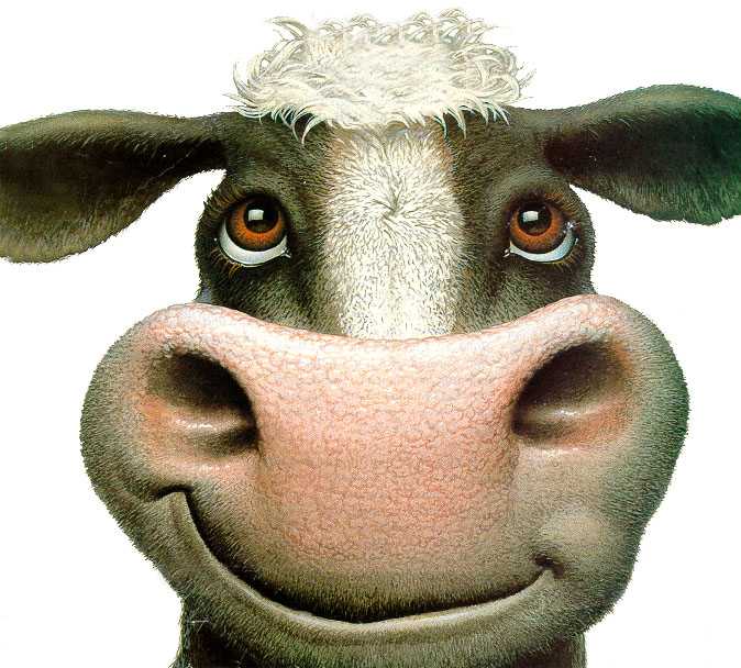 cow-look-up.jpg