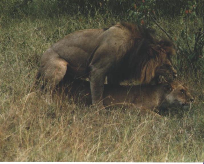 lionsexshimaimult.jpg