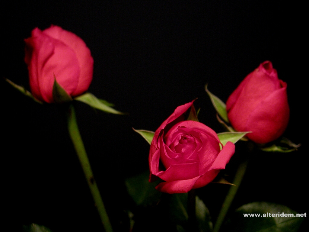 roses_1024.jpg