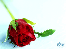 Rose_215.gif