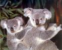 koala bear.jpg