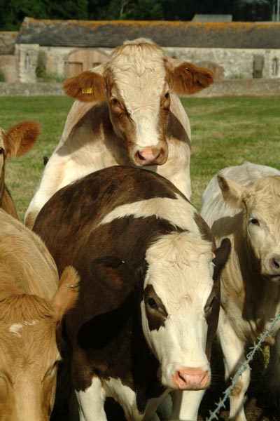 vaca perversa.jpg
