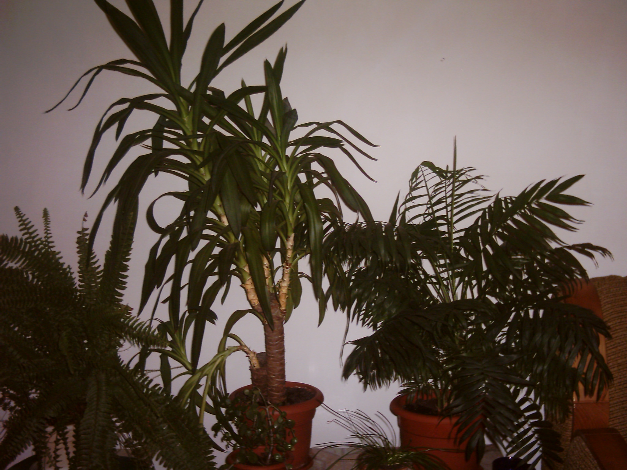 PLANTE.JPG