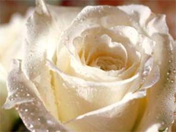 rose4.jpg