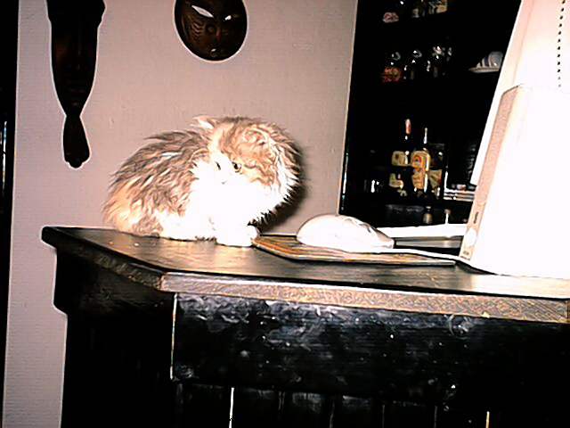kitty.jpg