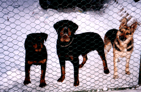 doggies.gif
