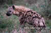 hyaena12_small.jpg