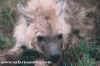 hyaena15_small.jpg