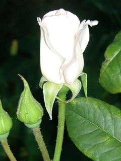 white rose.jpg.jpg