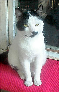 Cicione3_m.jpg