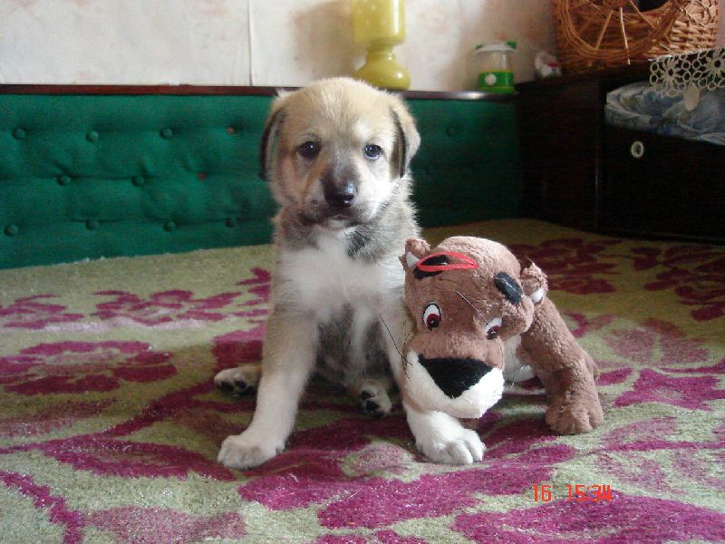 Fedor di Rommy.jpg