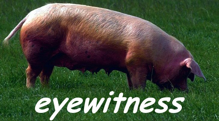 eye.jpg