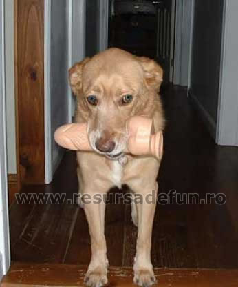bad_dog.jpg