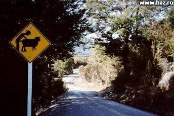 cow_sign.jpg