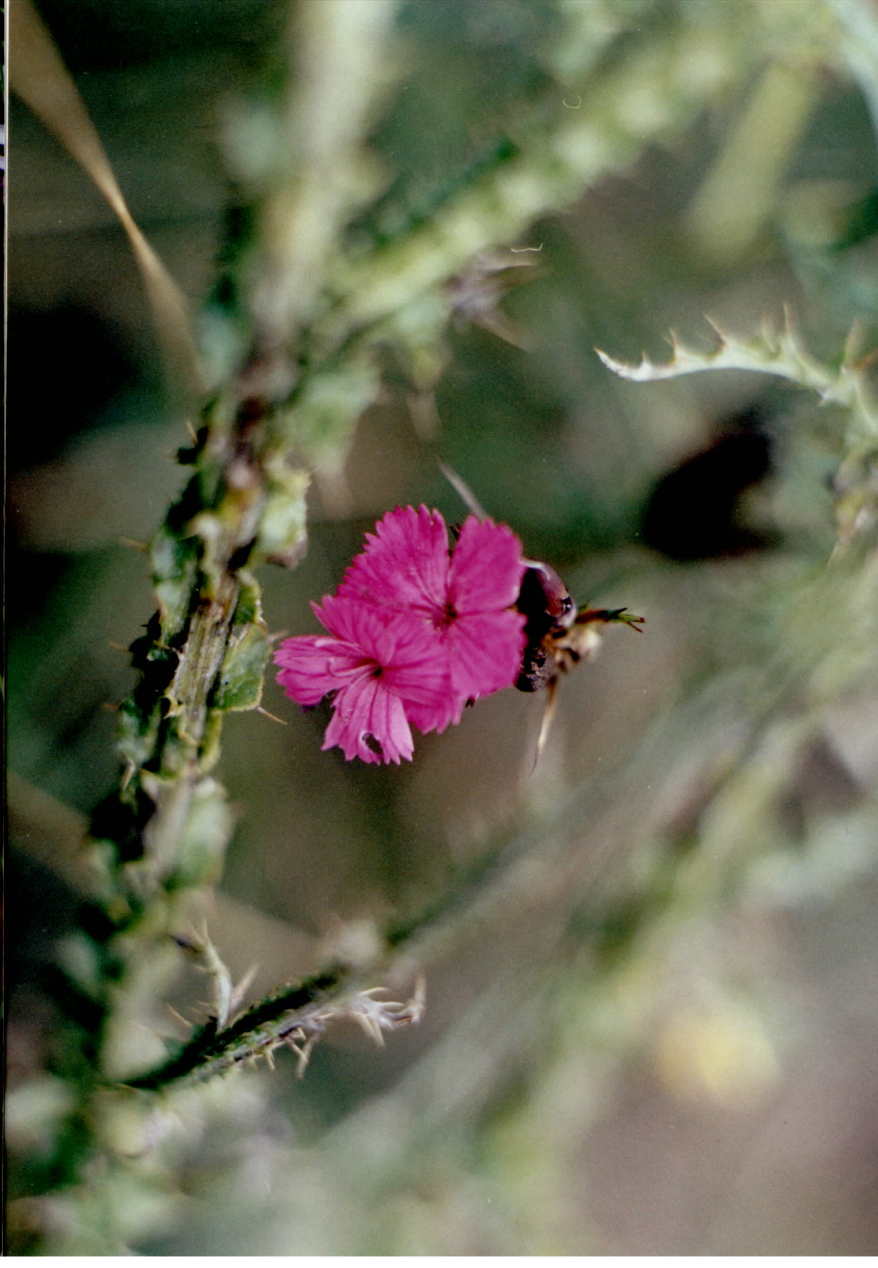 garofitza.jpg