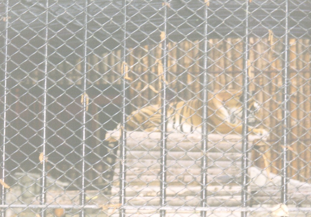tiger.jpg