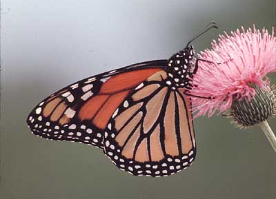 fly.jpg