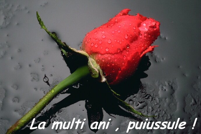 wild rose.jpg