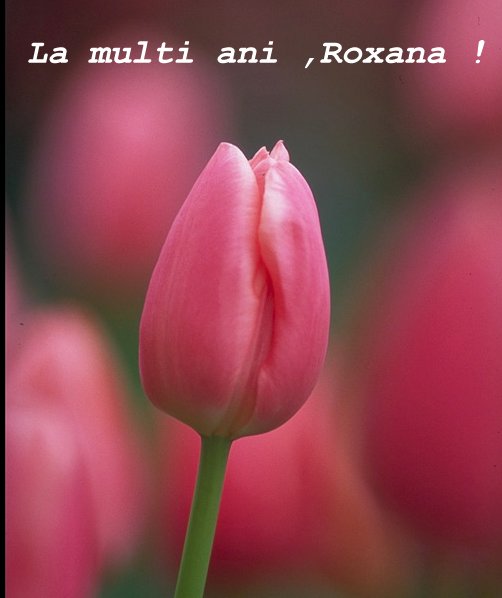 roxana.jpg