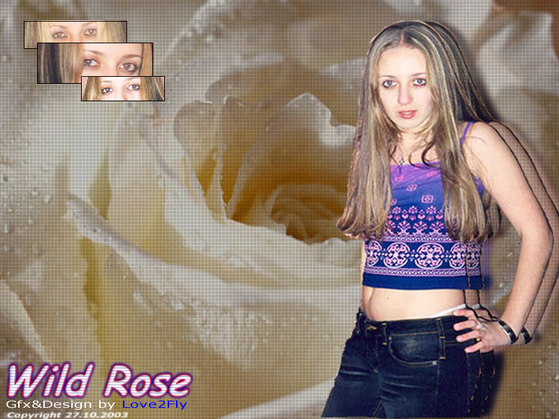 wild_rose_wallpaper.jpg