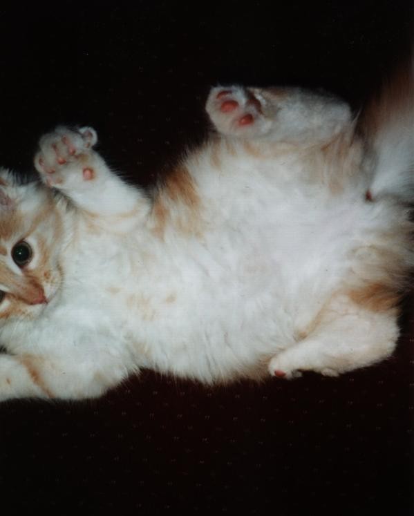kitty.jpg