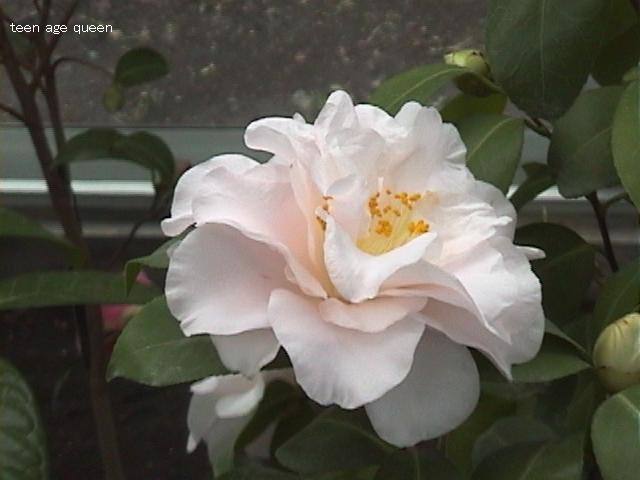 teen-age-queen.jpg