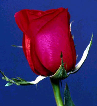 pentru stimabilele cemeizte.jpg