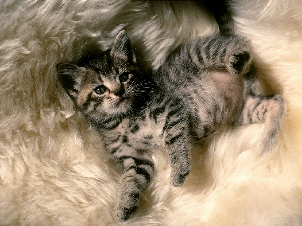 cat-1002.jpg