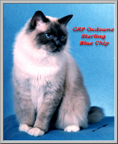 Oxdowne Sterling Blue Chip.jpg