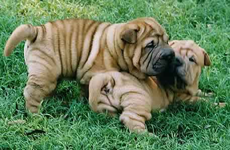 2pups[1].jpg