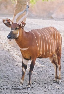 bongo.jpg