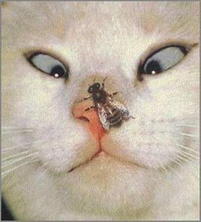 bugcat.jpg
