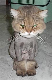 shaved.jpg