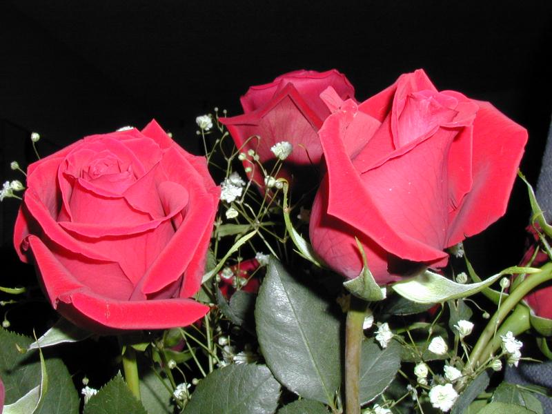 rose_0008.jpg