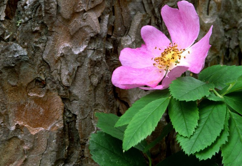 wild rose.jpg